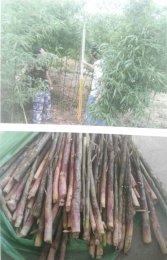 四季竹生态适应性及高效培育技术