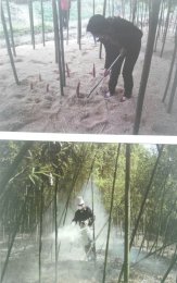 覆盖雷竹林退化恢复与可持续经营关键技术